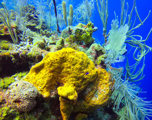 Fototapeta na wymiar Colorful coral of all kinds on Lighthouse Reef, Belize