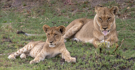 Two lions sitting on the grass in Botswana