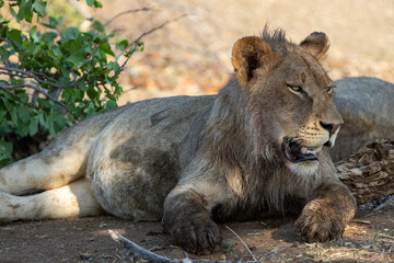 Lion with a full belly after feed in Botswana