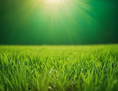 Green grass, on a green background. Spring and summer concept. closeup grass texture, blurred background, sun rays. Nature concept. Copy space for text.