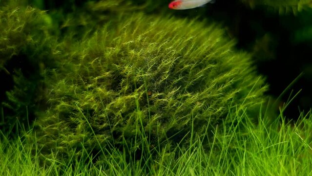 phoenix moss grow in planted Dutch style design, iwagumi Amano aquascape, dwarf spikerush detail, blurred fish figure, vegetation oxygenate air bubbles in bright LED light, glass refraction effect