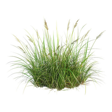 3d rendering of sedge grass on transparent background