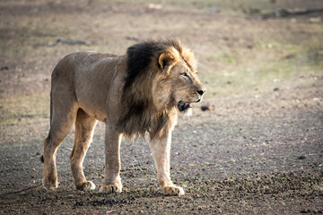 Portrait of a lion on safari in Botswana