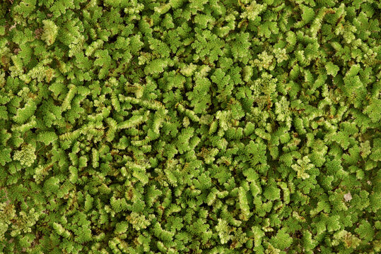 Texture with mosquito fern or azolla green leaves background.