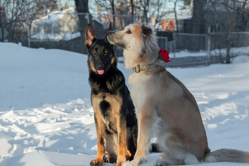 Two dogs are sitting on the snow in winter. Friendship between dogs.
