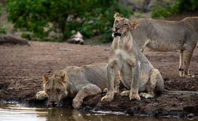 Lions drinking at a waterhole on safari in Botswana