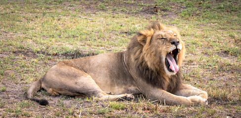 Portrait of a lion on safari in Botswana