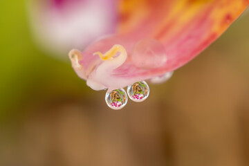 Close up of water drops on a pink orchid refracting orchids behind it