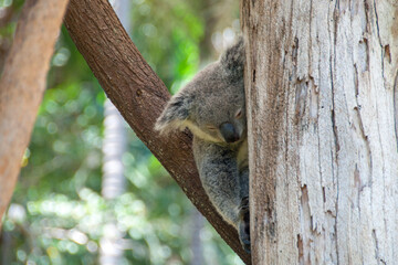 A koala peacefully slumbers in the fork of a eucalyptus tree in Australia, its fluffy fur blending with the tree's bark, showcasing the iconic Australian wildlife in its natural habitat.