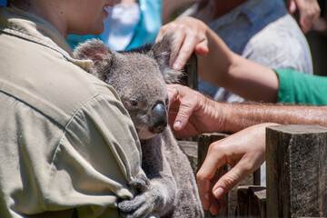 Tourists interact with a koala in an Australian zoo, gently touching its fur, while the marsupial peacefully sits, offering a memorable wildlife encounter. © OzCam