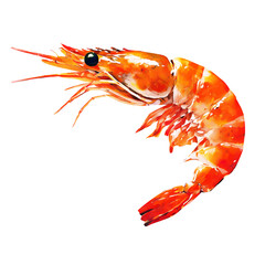 shrimp illust 海老のイラスト