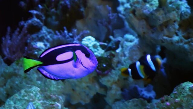 royal blue tang, Clark's anemonefish, Red Sea sailfin tang in fast flow, reef marine aquarium, popular pet fish natural behaviour, neon glow scales shine in LED actinic low light, blurred background