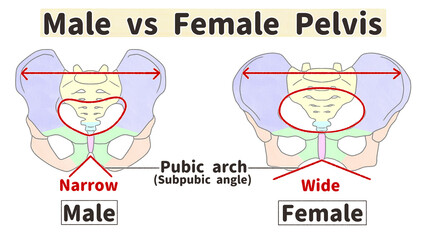 Comparison of the skeleton of the male and female pelvis Labeled diagram PNG
