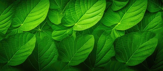 Bright green leaf covering - obrazy, fototapety, plakaty