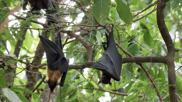 Bats hanging upside down on a branch  (Lyle's flying fox)