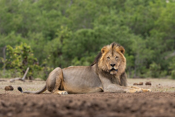 Portrait  of a male lion sitting on the end of a waterhole looking