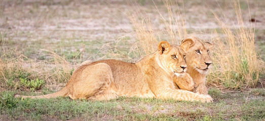 Adult lions waiting for cubs to return in the evening light in Botswana