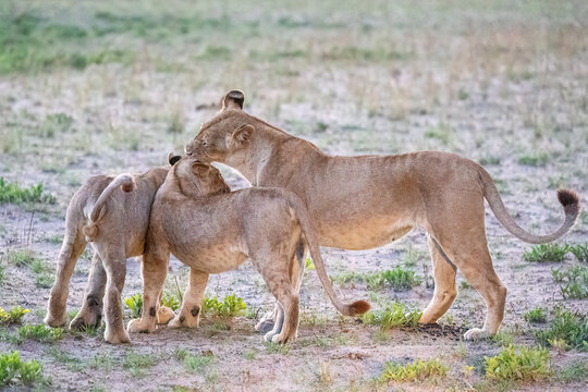 Lioness greet her cubs at the end of the day in Botswana