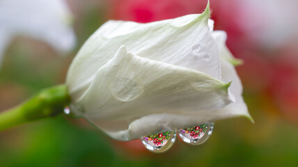 Water droplets on a white flower bud refracting red flowers behind it