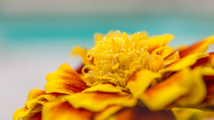 Close up of a yellow orange Marigold with blue background