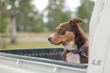 dog waiting on the back of a Utility Vehicle (Ute), Australia