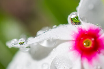 Pink and white periwinkle drop refraction
