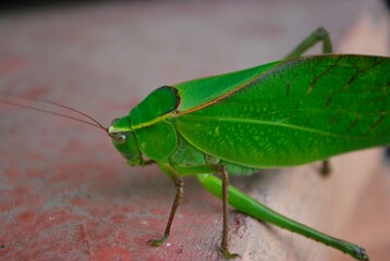 Insectos,visitantes casi invisibles pero necesarios para la vida.