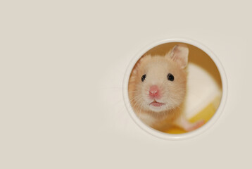 Baby golden hamster is peeking through a hole