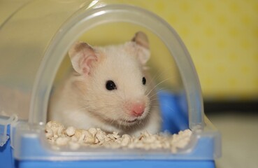 Cream colored Golden Hamster