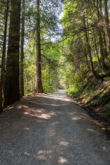 Fototapeta na wymiar summer forest road in the Canadian park with green trees