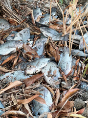 dead tilapia fish on the ground