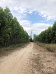 road among green trees in forest