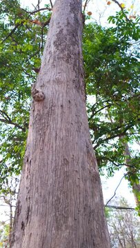 Majestic Tree Trunk in the Park