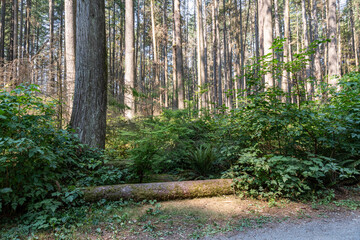Obraz premium Forest background nature view at Capilano River Regional Park in North Vancouver British Columbia Canada