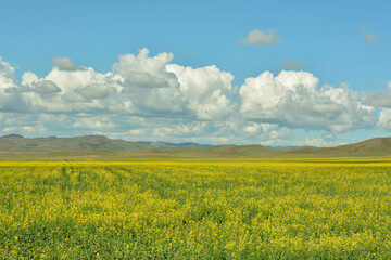 A vast field of yellow-flowering rapeseed under a cloudy summer sky at the foot of a range of high hills.