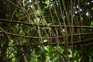 Bejucos o lianas