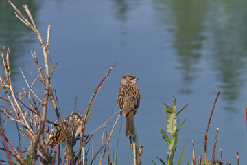 Little sparrows by the River 