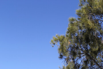 Casuarina she-oak pine tree against a blue sky background