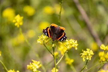 butterfly on flower