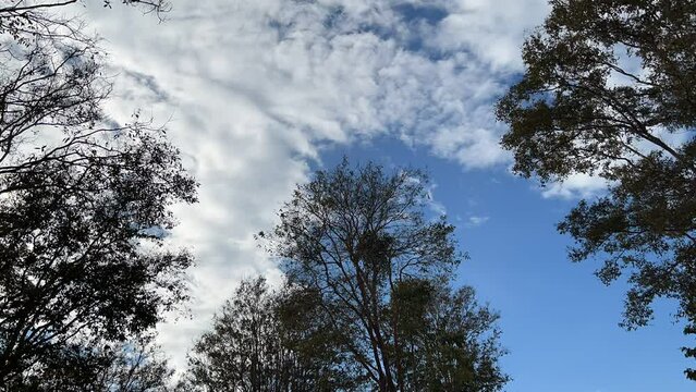 Time lapse of three big trees and natural cloudy sky. There were white clouds moving quickly.