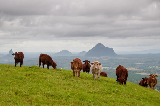 Agricultural scenery in the Glasshouse Mountains, Sunshine Coast Hinterland, Queensland, Australia