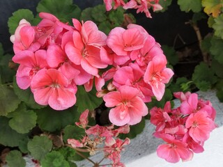 pink flowers,Flores  de color rosa © Lidia