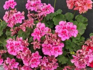 several pink flowers, varios de flores de color rosa   © Lidia