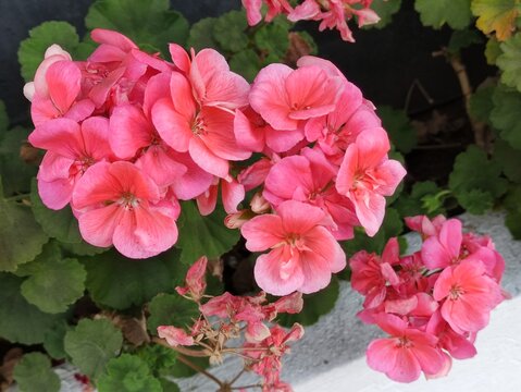 pink flowers,Flores  de color rosa