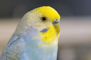 Rainbow colored Budgerigar