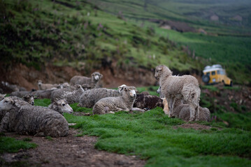 sheep and lambs on dirt road