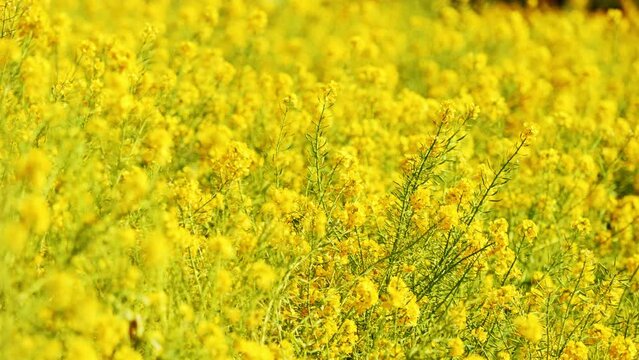Canola flowers or rape blossoms swaying in wind in spring, Beautiful yellow flower, 4K slow motion