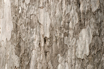 In the Australian rainforest, tree bark is a mosaic of textures and colors. Some are smooth, others rough, with patterns ranging from intricate to rugged. Moss and lichen add depth.