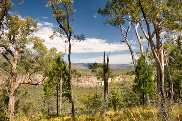 Fototapeta na wymiar Carnarvon Gorge National Park, Queensland, Australia