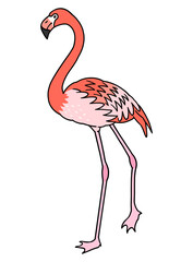 手描きのフラミンゴのイラスト素材